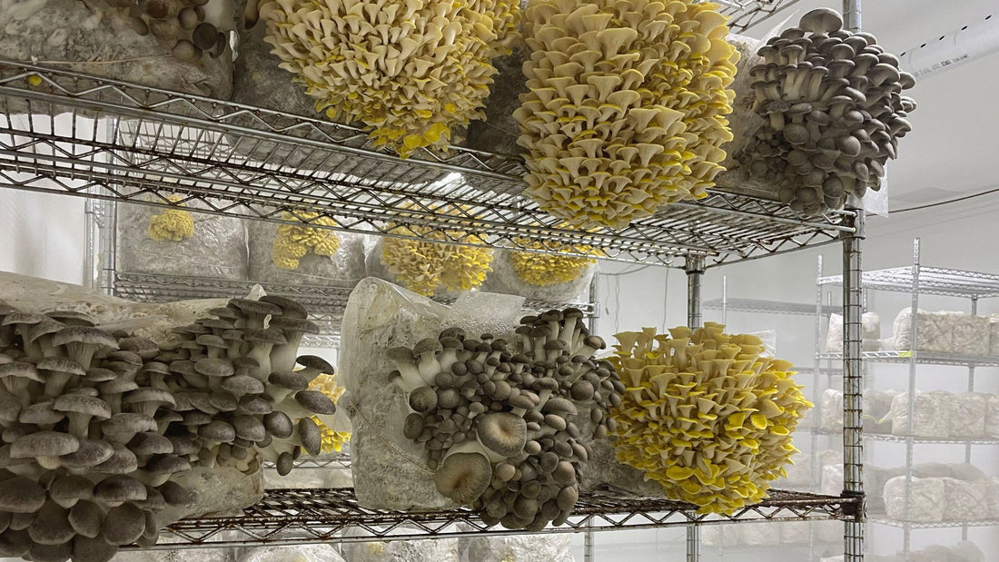 Fruiting oysters at Tivoli Mushrooms