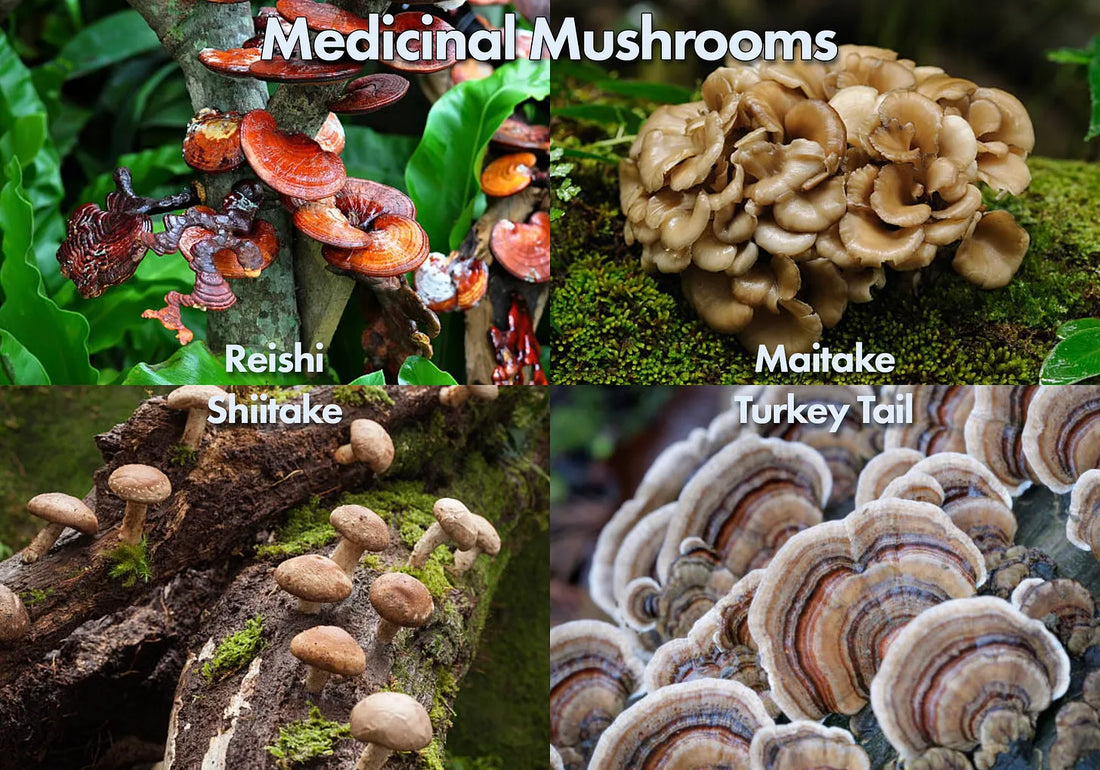 The Medical Detective & Medicinal Mushrooms