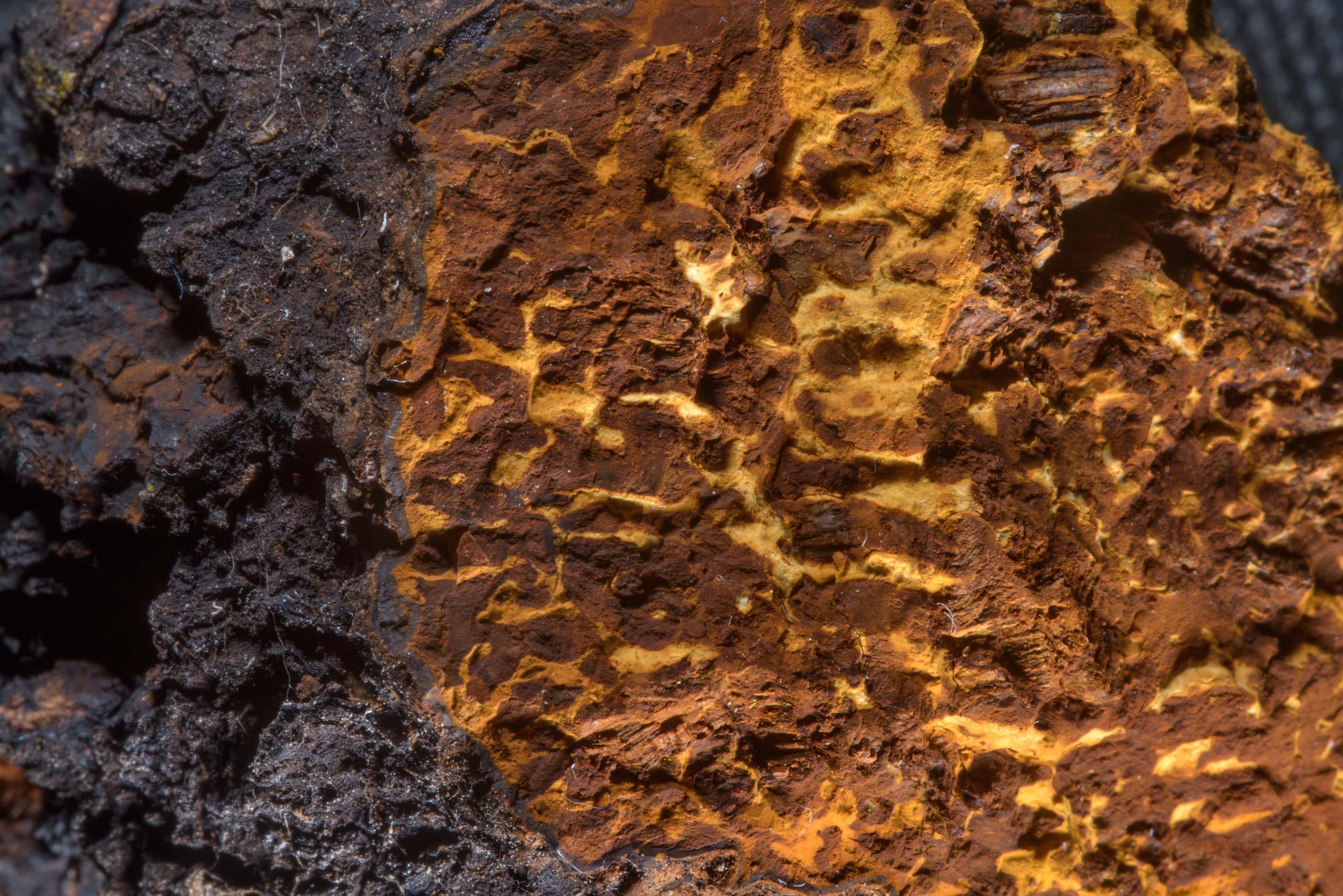 Chaga Textured Up Close
