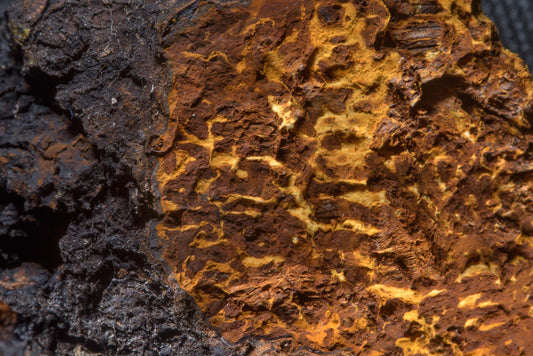 Chaga Textured Up Close
