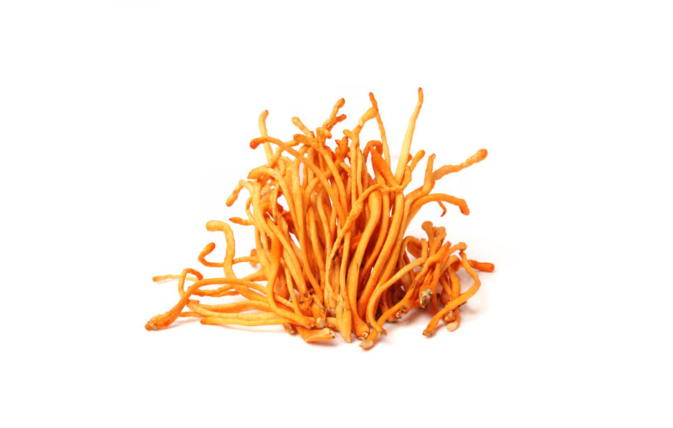 TINTURA DE CORDYCEPS 