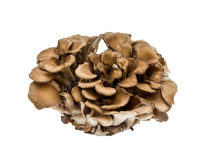 TINTURA DE MAITAKE 