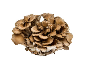 TINTURA DE MAITAKE 