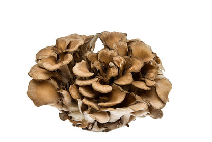 TINTURA DE MAITAKE 