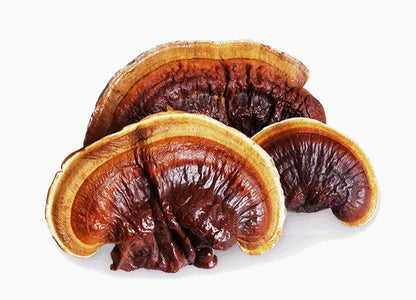 TINTURA DE REISHI 