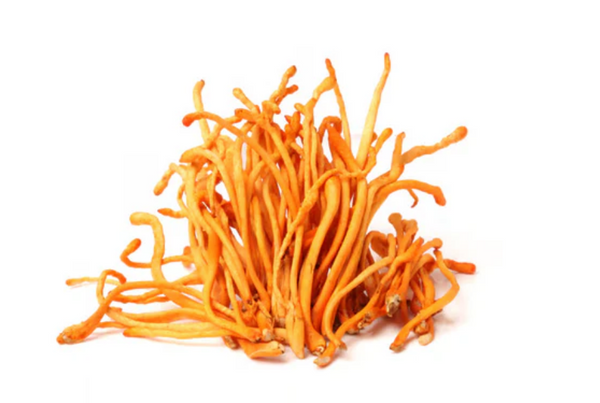CORDYCEPS